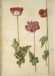 Haşhaş somniferum (afyon-valmue) by Hans Simon Holtzbecker