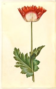 Haşhaş somniferum (afyon-valmue) by Hans Simon Holtzbecker