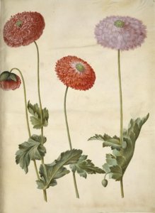 Haşhaş somniferum (afyon-valmue) by Hans Simon Holtzbecker