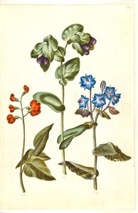 Phaseolus coccineus (fasulye); Cerinthe major (büyük balmumu); Borago officinalis (ortak tekerlek tacı) by Hans Simon Holtzbecker