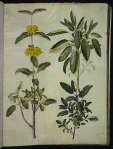 Phlomis fruticosa (ortak aslan kuyruğu); Salvia officinalis (doktor-adaçayı) by Hans Simon Holtzbecker