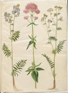 Polemonium caeruleum (ortak Yakup