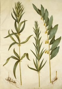 Polygonatum verticillatum (krans-konval); Polygonatum multiflorum (stor konval) by Hans Simon Holtzbecker