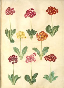 Primula ×pubescens (have-aurikel) by Hans Simon Holtzbecker