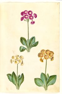 Primula ×pubescens (have-aurikel) by Hans Simon Holtzbecker