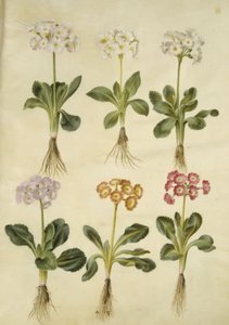 Primula ×pubescens (have-aurikel) by Hans Simon Holtzbecker