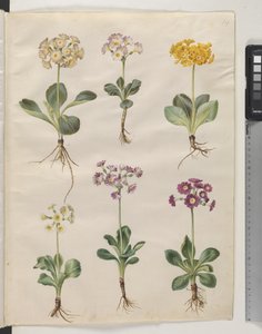 Primula ×pubescens Wulfen by Hans Simon Holtzbecker