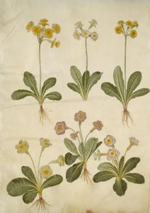 Primula veris (içi boş yakalı morina sürücüsünün melezi); Primula vulgaris (büyük çiçekli inek kızağının melezi) by Hans Simon Holtzbecker