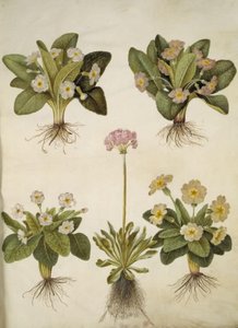 Primula vulgaris (büyük çiçekli inek kızağının melezi); Primula farinosa (melet kodriver) by Hans Simon Holtzbecker