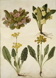 Primula vulgaris (karnaval morina sürücüsü); Primula vulgaris (büyük çiçekli inek kızağının melezi); Primula veris (içi boş yakalı morina sürücüsünün melezi) by Hans Simon Holtzbecker