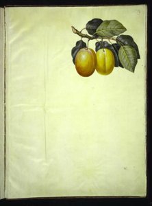 Prunus domestica (blomme) by Hans Simon Holtzbecker