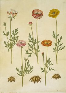Ranunculus asiaticus by Hans Simon Holtzbecker