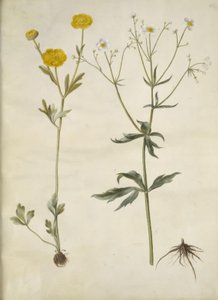 Ranunculus monspeliacus (ipek-ranunkel); Ranunculus aconitifolius (fırtına şapkası yaprağı Düğünçiçeği) by Hans Simon Holtzbecker
