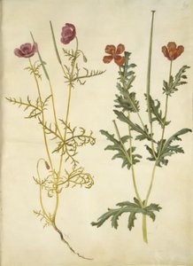 Roemeria hybrida (mor hornvalmue); Glaucium corniculatum (rød hornskulpe) by Hans Simon Holtzbecker