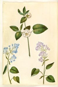 Rosa (?) (Gül); Syringa vulgaris (ortak leylak) by Hans Simon Holtzbecker