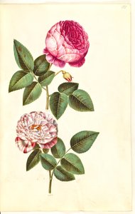 Rosa × centifolia (centifolie-gül); Rosa gallica versicolor (