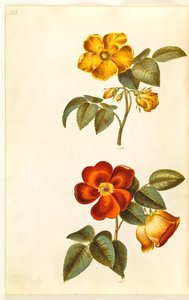 Rosa foetida (sarı gül); Rosa foetida (Türk gülü) by Hans Simon Holtzbecker