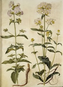 Saponaria officinalis (ortak sabun otu) by Hans Simon Holtzbecker