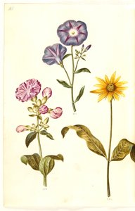 Saponaria officinalis (yaygın sabun otu); Convolvulus üç renkli (bakire etek); Helianthus (?) (Ayçiçeği türleri) by Hans Simon Holtzbecker