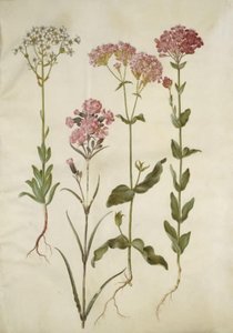 Saxifraga paniculata (kaya kırılması); Silene viscaria (ortak katran karanfil); Silene armeria (paket-limurt); by Hans Simon Holtzbecker