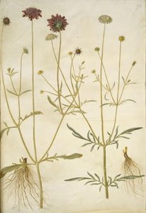 Scabiosa atropurpurea (enkeblomst); Scabiosa columbaria (nedeniyle skabioz) by Hans Simon Holtzbecker