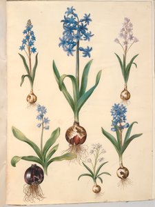 Scilla bifolia (tobladet skilla); Hyacinthus orientalis (almindelig sümbül) Scilla hoş (himmelblå skilla) by Hans Simon Holtzbecker