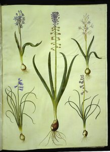 Scilla bifolia (iki çenekli); Muscari comosum (duskhyacint); Brimeura amethystina (Pyrenean sümbül) by Hans Simon Holtzbecker