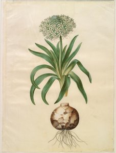 Scilla peruviana (dev beceri) by Hans Simon Holtzbecker