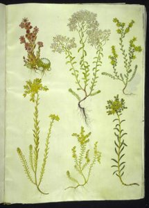 Sempervivum arachnoideum (örümcek-soğan); Sedum albümü (beyaz taş otu); Sedum akre (ısıran taş otu); Sedum rupestre (dağ-taş otu); Sedum sexangulare (altı sıra taş otu) by Hans Simon Holtzbecker