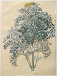 Senocio bicolor by Hans Simon Holtzbecker