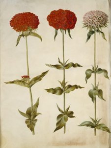 Silene chalcedonica (yanan aşk) by Hans Simon Holtzbecker