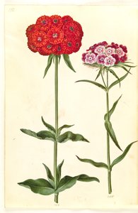 Silene chalcedonica (yanan aşk); Dianthus barbatus (öğrenci-karanfil) by Hans Simon Holtzbecker