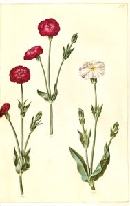 Silene coronaria (kron-limurt) by Hans Simon Holtzbecker