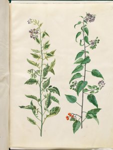 Solanum dulcamara (acı tatlı gece gölgesi) by Hans Simon Holtzbecker