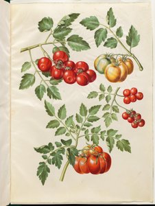 Nicotiana tabacum L. ( almindelig domates ) by Hans Simon Holtzbecker