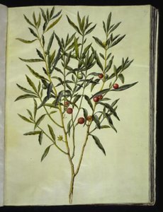 Solanum pseudocapsicum (Kudüs-koralbær)