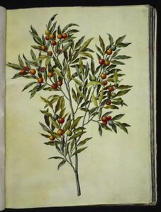 Solanum pseudocapsicum (Kudüs-koralbær) by Hans Simon Holtzbecker