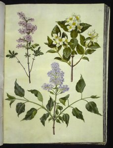 Syringa × persica (Fars leylak); Philadelphus koronarius (kokulu boru ağacı); Syringa vulgaris (ortak leylak) by Hans Simon Holtzbecker