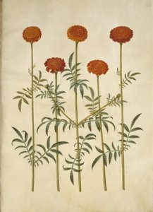 Tagetes patula (açık kadife çiçeği) by Hans Simon Holtzbecker