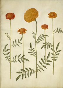 Tagetes patula (kesilmiş kadife çiçek); Tagetes erecta (kadife çiçek yarat) by Hans Simon Holtzbecker