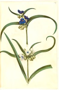 Tradescantia virginiana eller Tradescantia ohiensis (?) (blomsterjøde) by Hans Simon Holtzbecker