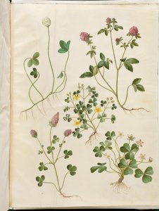 Trifolium repens (beyaz yonca); Trifolium pratense (kırmızı yonca); Oxalis corniculata (ekşi yoncayı düşürme); Trifolium incarnatum (kan yoncası); Oxalis acetosella (orman asidi)