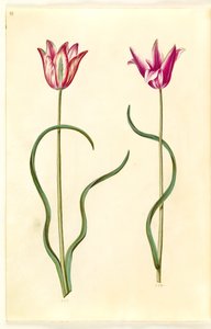 Lale clusiana (clusius-tulipan) by Hans Simon Holtzbecker