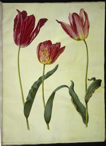 Tulipa gesneriana (lale var) by Hans Simon Holtzbecker