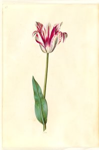 Tulipa gesneriana (lale var) by Hans Simon Holtzbecker