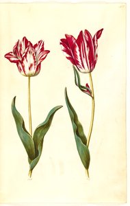 Tulipa gesneriana (lale var) by Hans Simon Holtzbecker