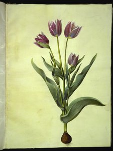 Tulipa gesneriana (lale var) by Hans Simon Holtzbecker