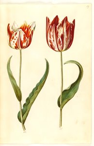 Tulipa gesneriana (lale var) by Hans Simon Holtzbecker