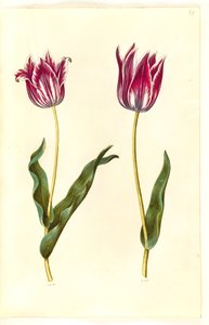 Tulipa gesneriana (lale var) by Hans Simon Holtzbecker