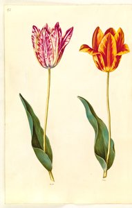 Lale gesneriana (sahip-lale) by Hans Simon Holtzbecker